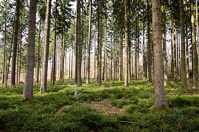 Davantage de restrictions à l’arrachage et à l’élagage d’arbres et de plantations situés sur le domaine public lorsqu’ils présentent une valeur